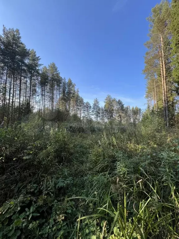 Участок 1,95 га (ИЖС) - Фото 0
