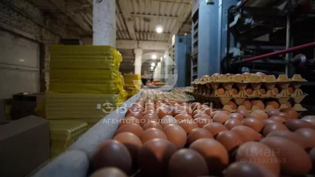 Производственное помещение в Ставропольский край, Кочубеевский ... - Фото 2