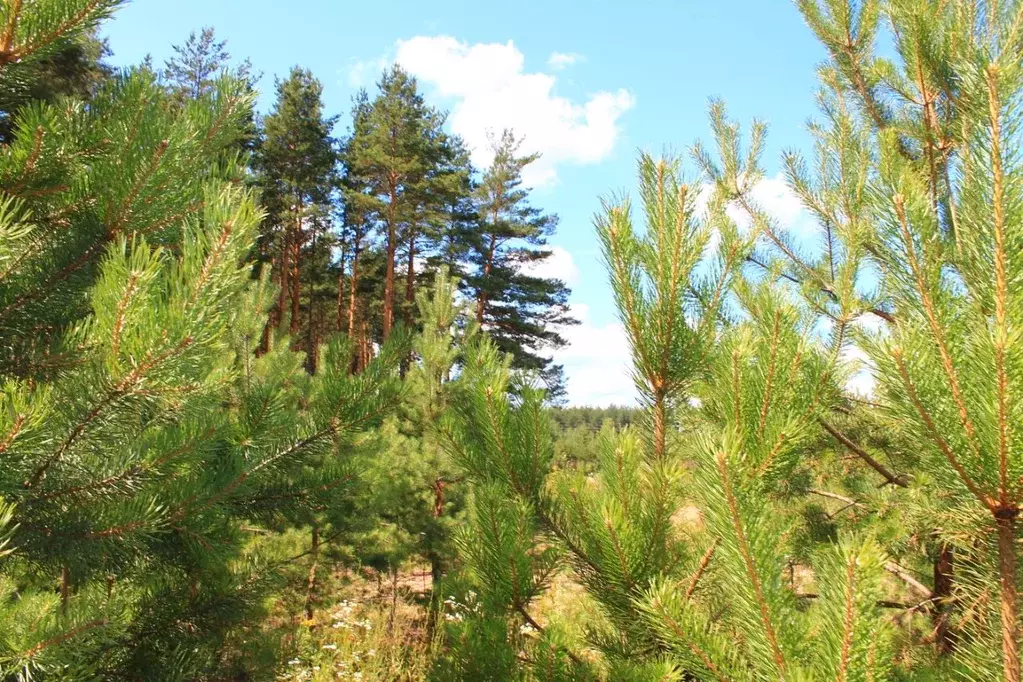 Участок в Владимирская область, Петушинский муниципальный округ, д. ... - Фото 2