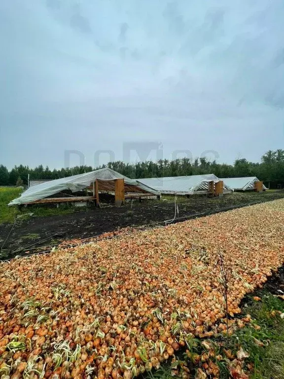 Участок в Свердловская область, Белоярский муниципальный округ, с. ... - Фото 1