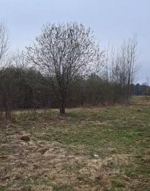 Участок в Московская область, Лосино-Петровский  (11.16 сот.) - Фото 1