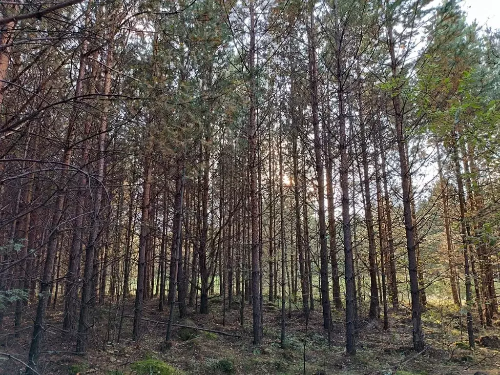 Участок в Свердловская область, Верхняя Пышма городской округ, с. ... - Фото 2