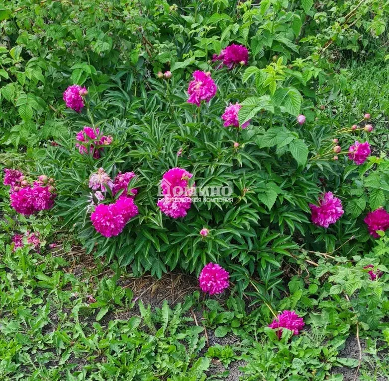 Участок в Тюменская область, Тюмень Плодовое СНТ, ул. Земляничная (4.3 ... - Фото 1