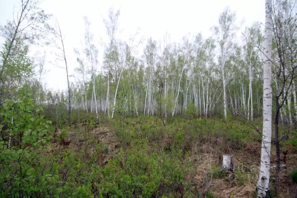 Участок в Хабаровский край, Хабаровский район, с. Князе-Волконское  ... - Фото 2