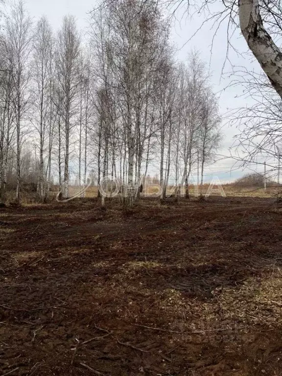 Участок в Тюменская область, Тюменский муниципальный округ, с. Борки  ... - Фото 2