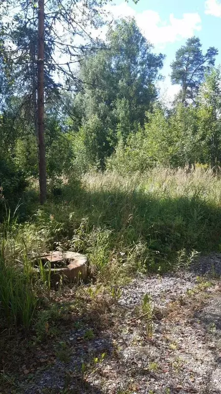 Участок в Ленинградская область, Лужский район, пос. Дзержинского ... - Фото 2