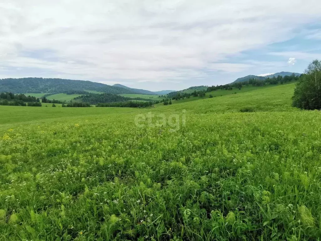 Купить Дом В Бешпельтир Чемальский Район