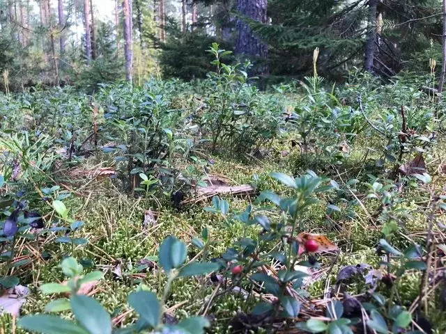 Участок 8,6 сот. (ИЖС) - Фото 0