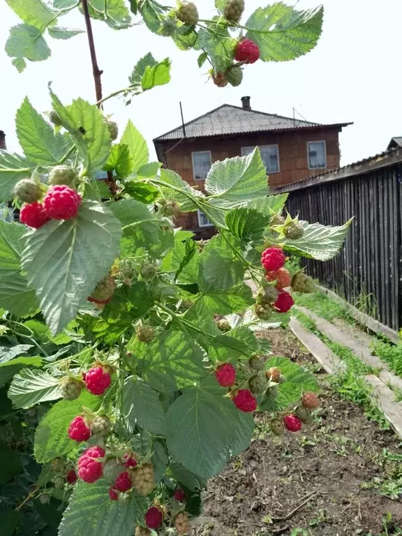 Дом в Красноярский край, Красноярск Сибирская ул. (85 м) - Фото 2
