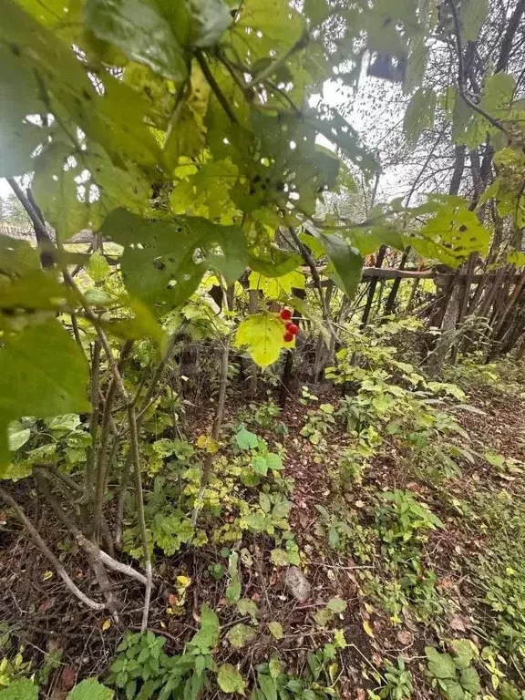 Участок в Амурская область, Благовещенск пос. Моховая Падь, Литер ... - Фото 1