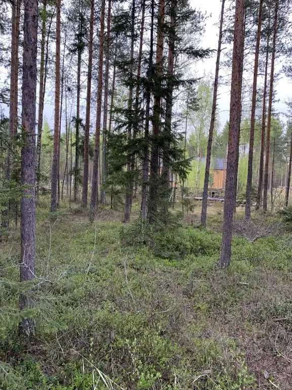 Участок в Ленинградская область, Всеволожский район, Сертоловское ... - Фото 1