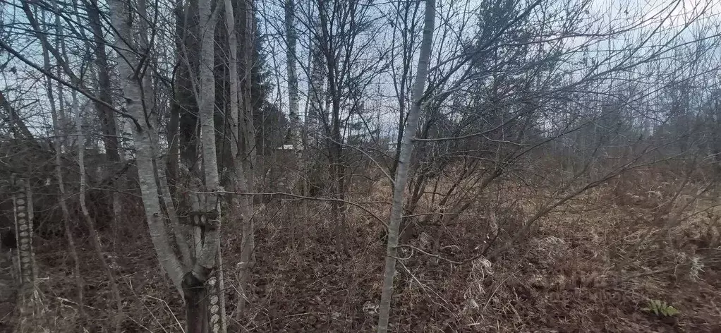 Участок в Московская область, Талдомский городской округ, д. Ябдино  ... - Фото 1