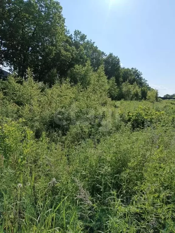 Участок в Амурская область, Благовещенск Игнатьевское ш. (11.0 сот.) - Фото 1