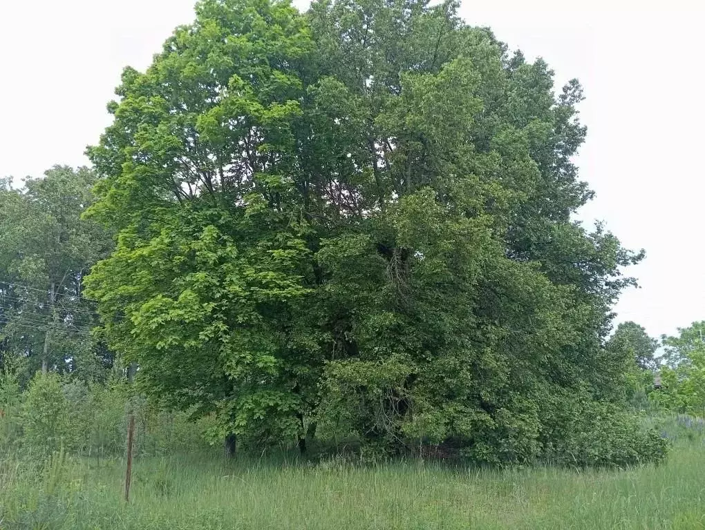 Участок в Владимирская область, Киржачский муниципальный округ, ... - Фото 1