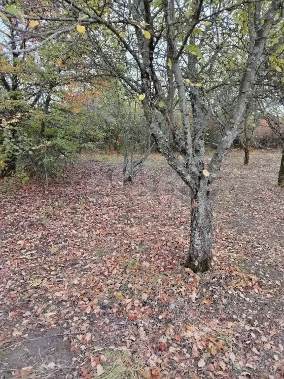 Участок в Белгородская область, Белгород  (6.0 сот.) - Фото 1