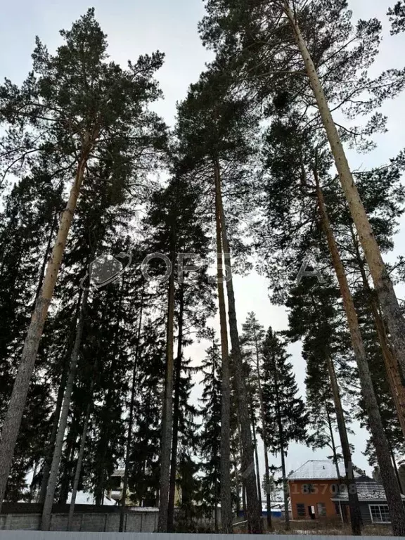 Участок в Тюменская область, Тюменский район, с. Перевалово ул. ... - Фото 2