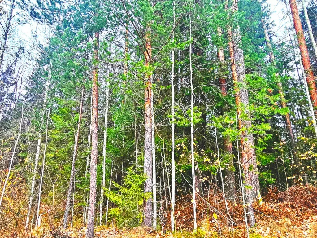 Участок в Деревянское сельское поселение, СНТ Ручеёк (15 м) - Фото 1