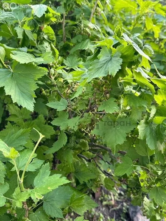 Дом в Златоуст, СНТ Швейник (12 м) - Фото 1