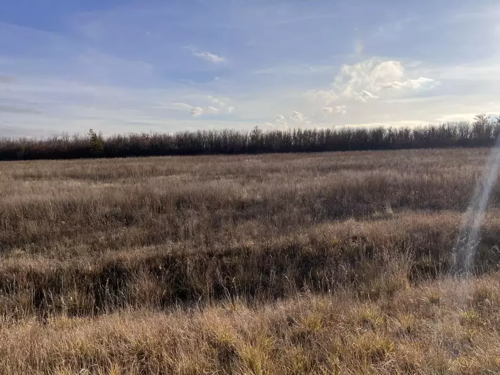 Участок в Оренбургская область, Илекский район, Димитровский сельсовет ... - Фото 2