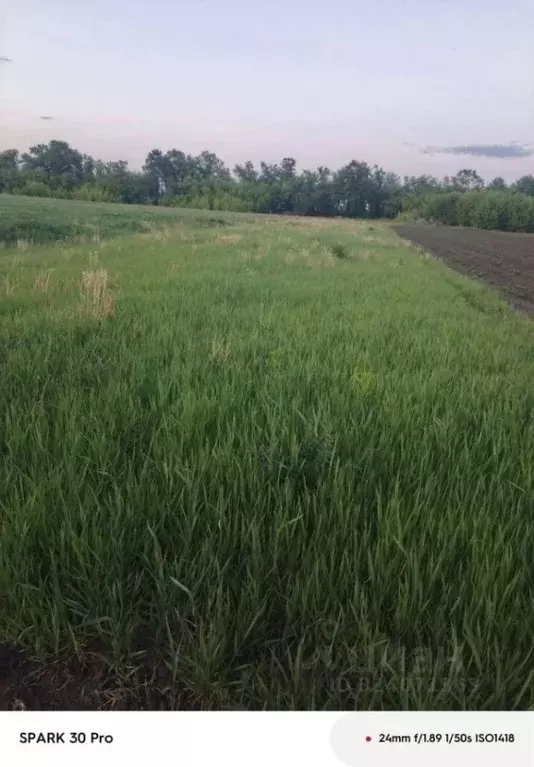 Участок в Курская область, Курский район, Рышковский сельсовет, ... - Фото 1