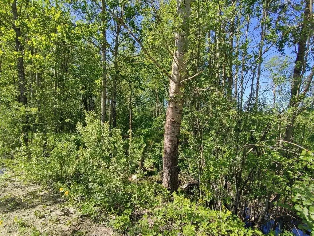 Участок в Новгородская область, Новгородский район, Ермолинское с/пос, ... - Фото 1