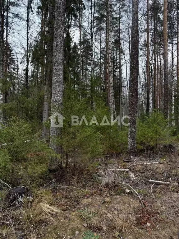 Участок в Ленинградская область, Всеволожский район, Токсовское ... - Фото 1