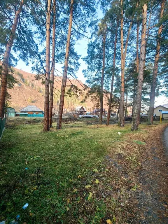 Участок в Алтай, Майминский район, с. Манжерок пер. Лесхозовский (10.0 ... - Фото 1