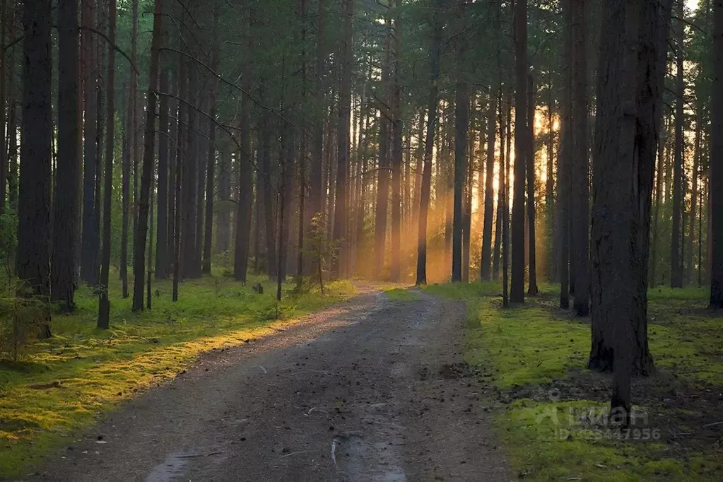 Участок в Московская область, Мытищи городской округ, д. Долгиниха ул. ... - Фото 1