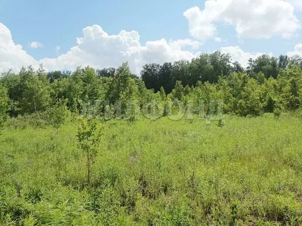 Участок в Новосибирская область, Мошковский район, Индия кп, ... - Фото 2