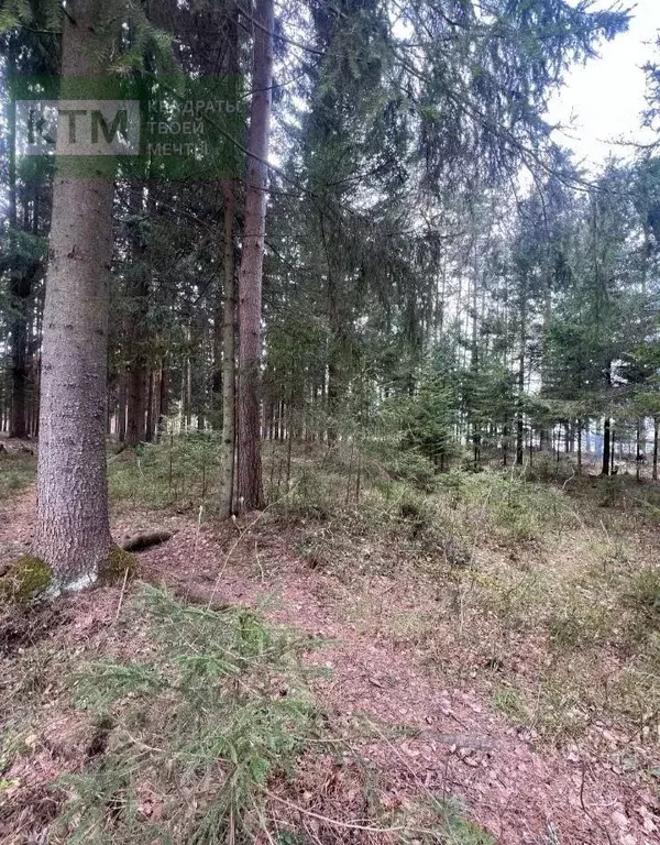 Участок в Ленинградская область, Всеволожск  (37.1 сот.) - Фото 2