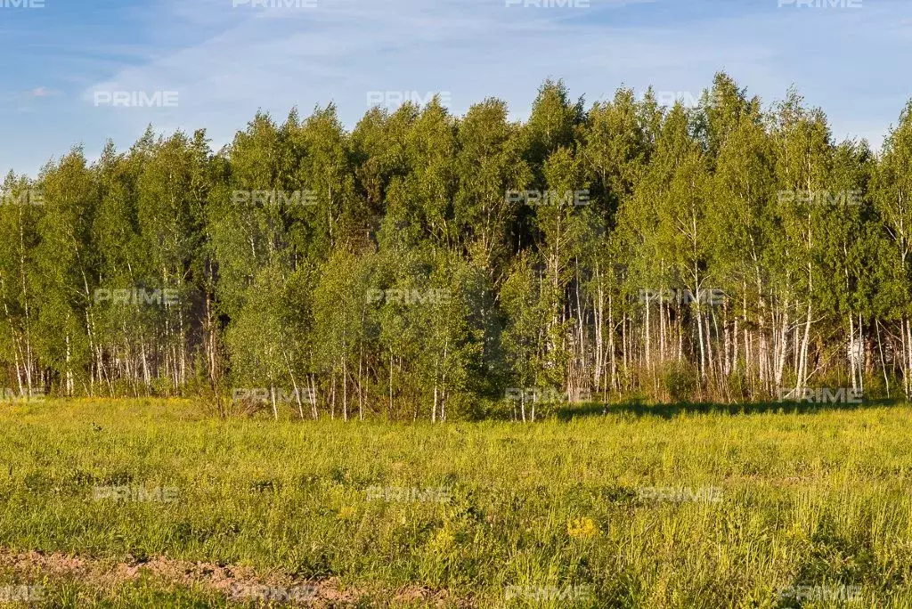 Участок 12 сот. (ИЖС) - Фото 1