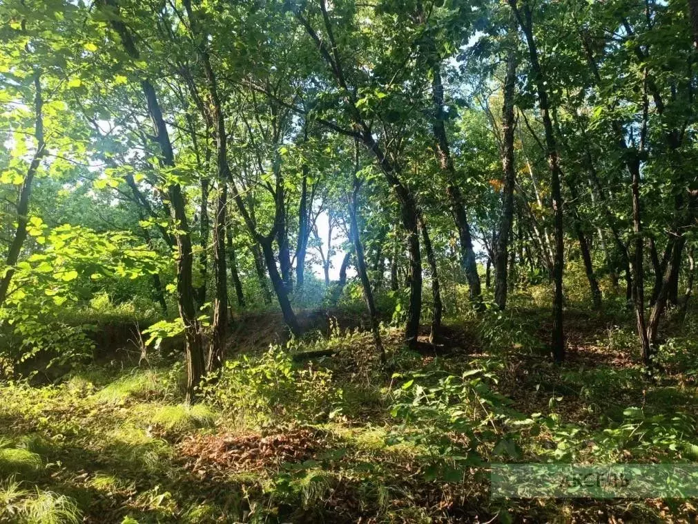Участок в Амурская область, Свободненский район, с. Нижние Бузули  ... - Фото 0