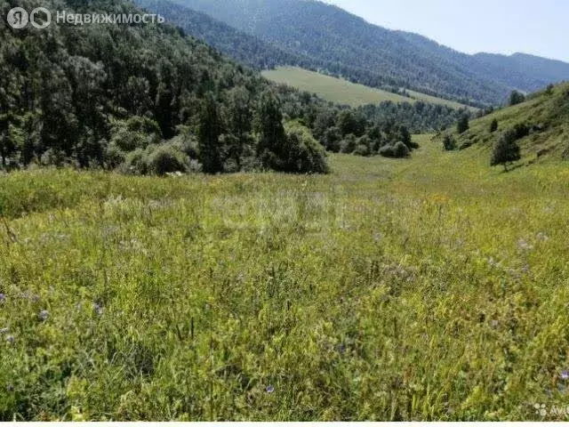 Участок в Чемальский район, село Эдиган (150 м) - Фото 1