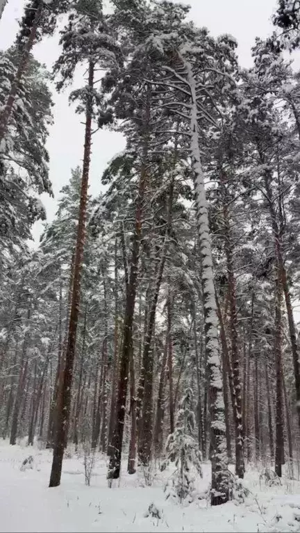 Участок, 10 сот., поселения (ижс) - Фото 2