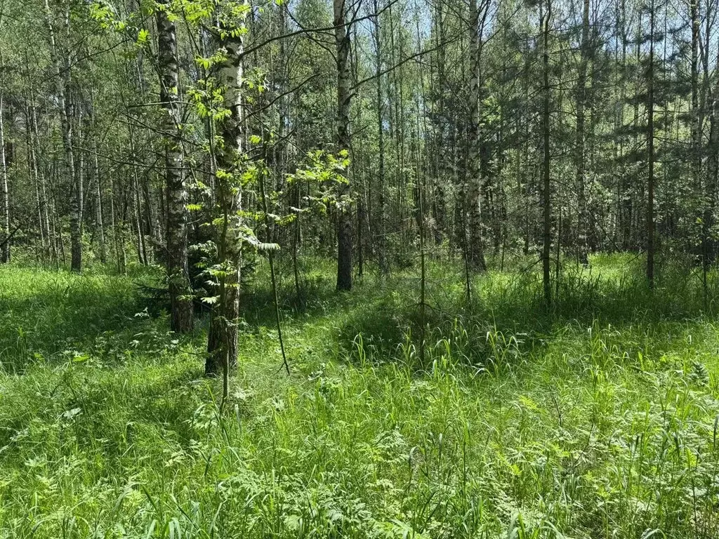 Участок в Московская область, Богородский городской округ, д. Кабаново ... - Фото 0