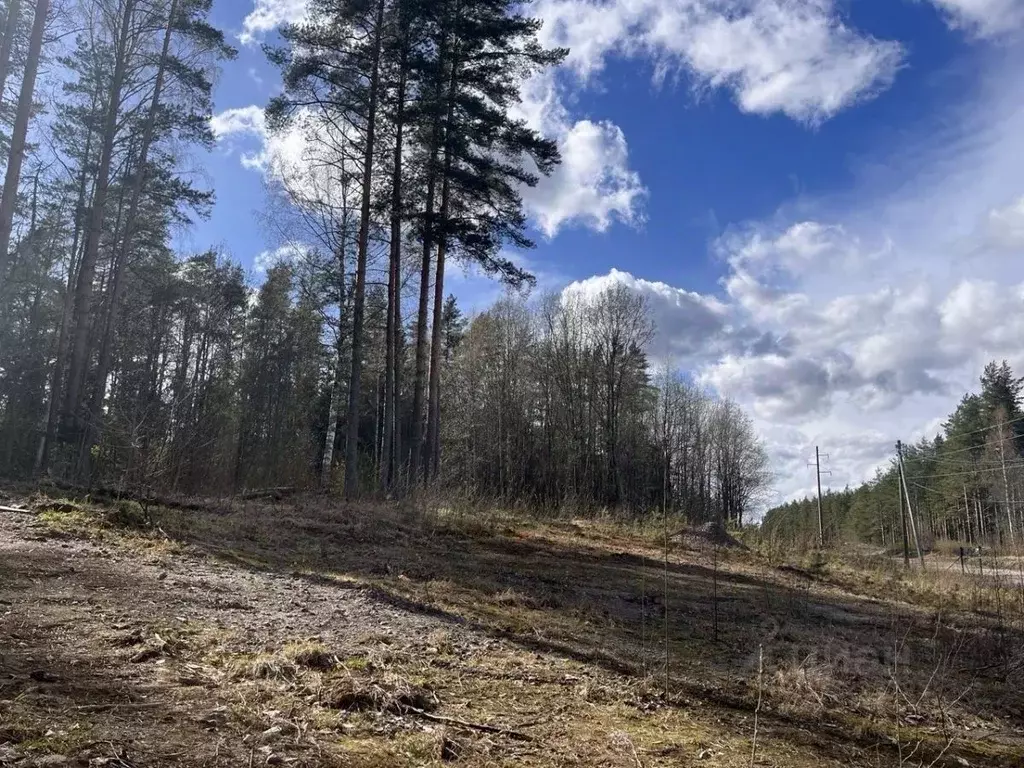 Участок в Ленинградская область, Всеволожский район, Куйвозовское ... - Фото 1