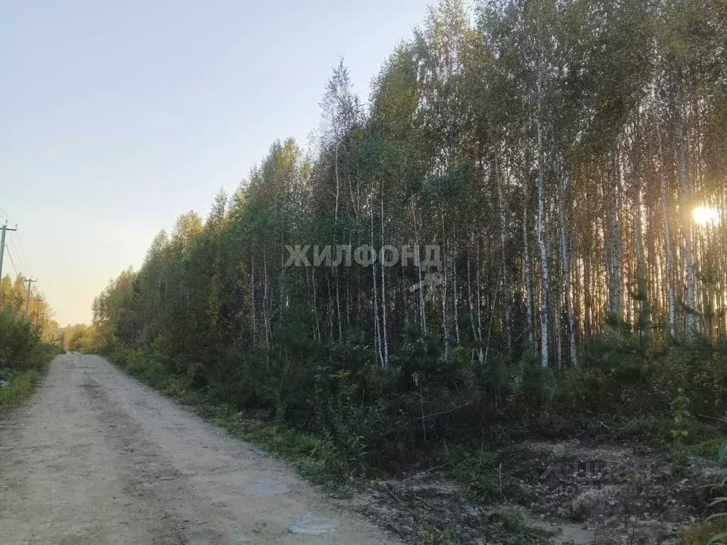 Участок в Новосибирская область, Новосибирский район, Новолуговской ... - Фото 0