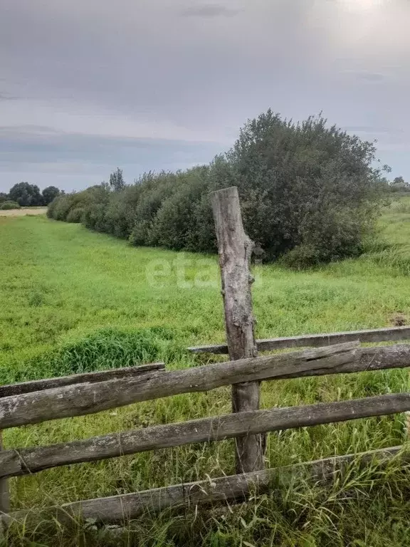 Участок в Воронежская область, Новоусманский район, с. Бабяково Лесная ... - Фото 1