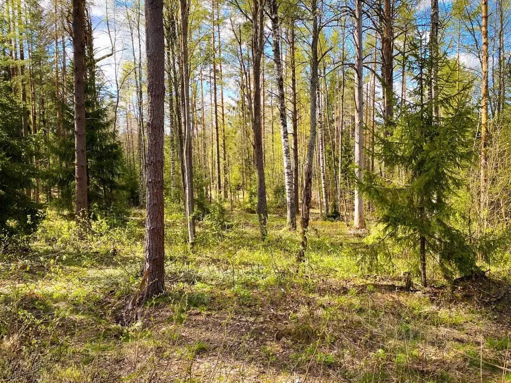 Участок в Ленинградская область, Всеволожский район, Куйвозовское ... - Фото 1