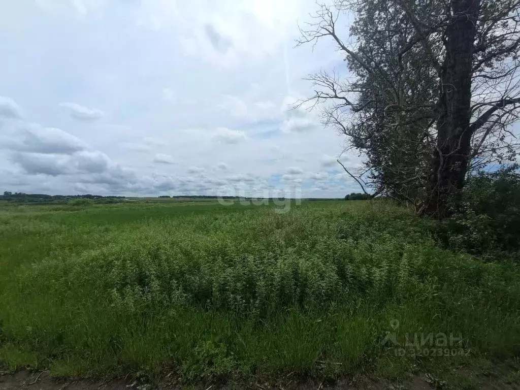 Участок в Амурская область, Благовещенск Лесник СТ,  (8.0 сот.) - Фото 1