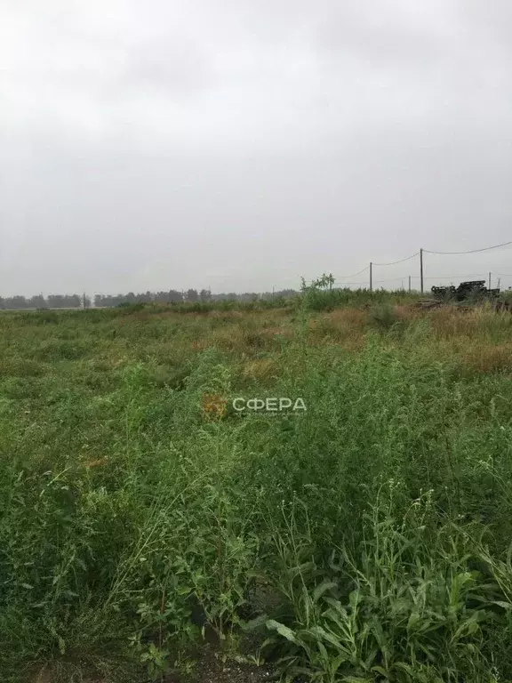 Участок в Новосибирская область, Новосибирский район, Толмачевский ... - Фото 1