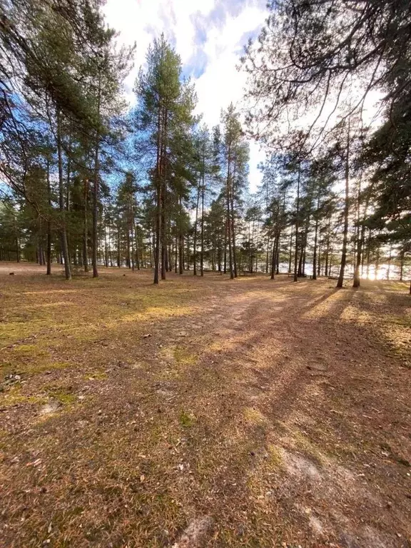 Участок в Ленинградская область, Приозерский район, Громовское с/пос  ... - Фото 1