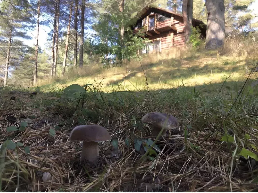 Дом в Новгородская область, Валдайский район, Рощинское с/пос, д. ... - Фото 1