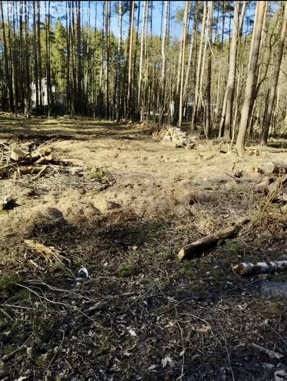 Участок в Богородский городской округ, КП Родное Пешково (9 м) - Фото 2