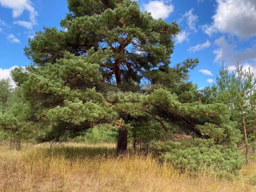 Участок в Свердловская область, Заречный муниципальный округ, д. ... - Фото 2