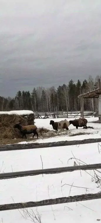 Участок в Красноярский край, Березовский район, Вознесенский ... - Фото 0