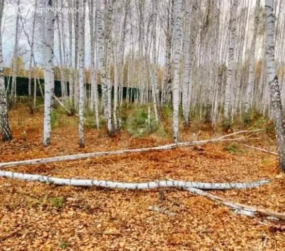 Участок в Нижнетавдинский район, садовое товарищество Моторостроитель, ... - Фото 1