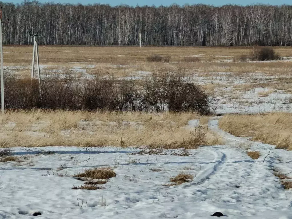 Участок в Курганская область, Шадринский муниципальный округ, с. Ключи ... - Фото 1