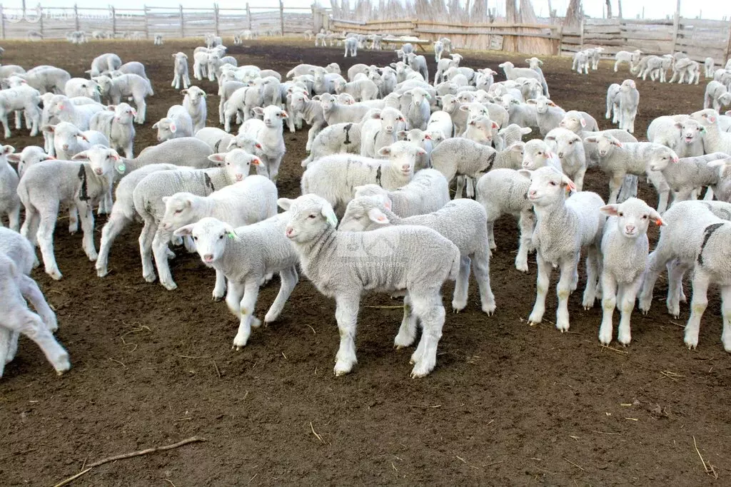 Участок в Новосибирская область, Коченёвский муниципальный район, ... - Фото 1