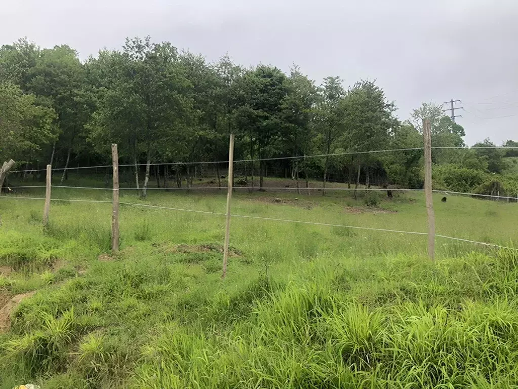 Участок в Краснодарский край, Сочи городской округ, с. Черешня  (25.0 ... - Фото 1
